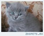 Британские   котята