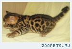 Бенгальские котята