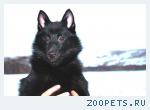 Продаю щенка шипперке