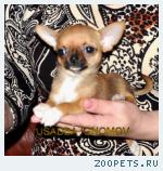 Чихуахуа щенки