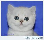 Шотлландкий плюшевый котенок из Питомника