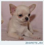 Кремовый мальчик Чихуахуа