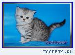 Британские котята из питомника Daryacats 