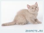 Британский КОТИК лилового окраса