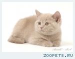 Британский лиловый котенок.