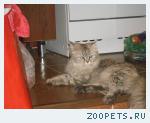 Найден кот