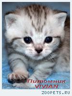 Британские котята вискас из питомника VIVIAN.