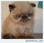 Персидские котят колор-поинт