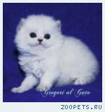 Британские длинношерстные котята серебристая шиншилла шоу класса