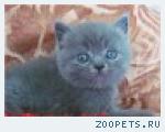Британские   котята