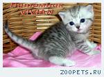 Британские котята серебристая шиншилла из питомника VIVIAN.