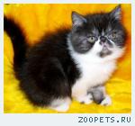 Персидские и экзотические КОТИКИ  