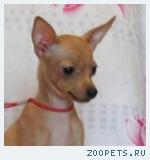 Русский той терьер-щенки мини и микро