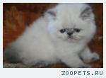 Персидский котик-блю-поинт