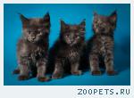 Котята Мейн Куна Голубого Окраса от Чемпиона Мира
