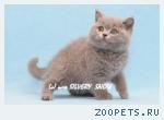 Продажа котят британских. Голубой окрас.
