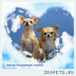 Чихуахуа длинношерстный крошечные щенки