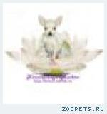 Русский той щенки из питомника. Есть выбор