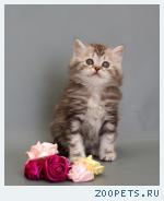 Британские котята
