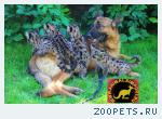 Продаю котят Пумы /Кугуар/ (Felis concolor) www.animalsimport.ru