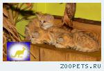 Продаю котят Барханного кота /песчаный кот/ (Felis margarita) ww