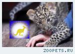 Продаю котят Леопарда (Panthera pardus orientalis) www.animalsim