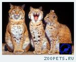Продаю котят Сибирской рыси (Lynx lynx) www.animalsimport.ru