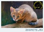 Продаю котят Камышового кота (Felis chaus) www.animalsimport.ru