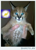 Продаю котят Каракала (Felis caracal) www.animalsimport.ru