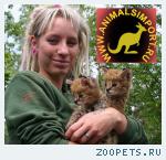 Продаю котят сервала (Felis serval) www.animalsimport.ru