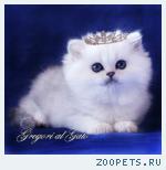 Британские длинношерстные котята серебристая шиншилла шоу класса