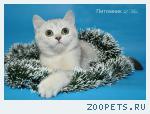 Шотландский котенок котик Серебристый тикированный - Редкость