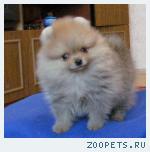 Шпиц миниатюрный померанец мальчик