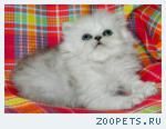 Персидские серебристые котята