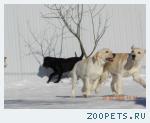 Палевые щенки лабрадора, для занятых людей