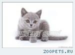 Британские котята. Окрас только голубой.