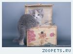 Скоттиш страйт котенок