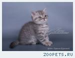 Шотландский котик