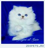 Британские длинношерстные котята голубоглазые