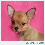 Чихуа -яркие, как солнышко, щенки!