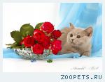 Лиловые британские котята.