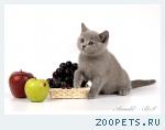 Британские котята голубые и лиловые. 