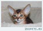 Абиссинские котята