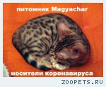 Бенгальские котята