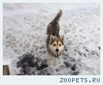 Найден кобель хаски Строгино