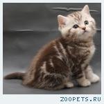 Британские котята