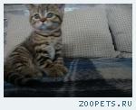 продажа британских котят