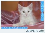Котят Мейн Кун