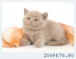 Британский лиловый котенок.