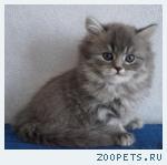 Шотландские котята и Хайленд